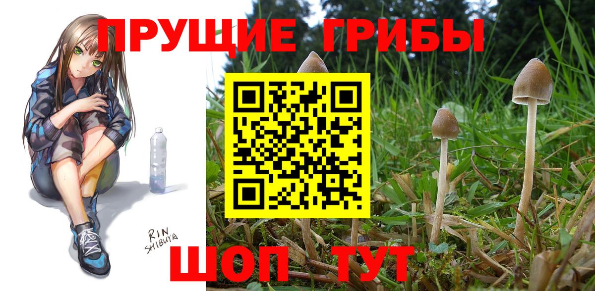 Псилоцибиновые грибы GOLDEN TEACHER  Вход с VPN  Тутаев 